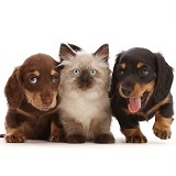 Ragdoll-cross kitten and two Dachshund puppies