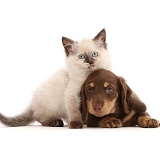 Ragdoll-cross kitten and Dachshund puppy