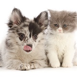Pomeranian-cross puppy and blue bicolour kitten