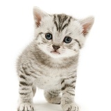 Silver tabby kitten, standing