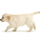 Golden Retriever puppy, walking across