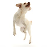 Pale Yellow Labrador, 3 years old, jumping up