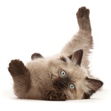 Ragdoll-cross kitten, rolling over with his leg in the air
