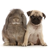 Pug puppy with grey Lop rabbit
