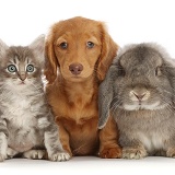 Red Dachshund puppy with tabby kitten and grey Lop rabbit