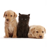 Two Yellow Labrador Retriever puppies with black kitten