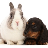 Black-and-tan Dachshund puppy with Netherland Dwarf rabbit