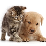 Tabby kitten and Yellow Labrador Retriever puppy