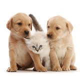 Yellow Labrador Retriever puppies and Ragdoll-cross kitten