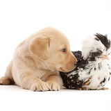 Yellow Labrador Retriever puppy and Polish chicken chick