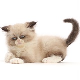 Grumpy-looking Persian cross kitten