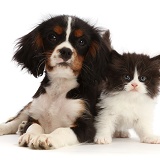 Black-and-white kitten and tricolour Cavalier puppy