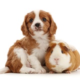 Cavalier puppy with ginger-and-white Guinea pig