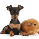 Miniature Pinscher puppy and Guinea pig