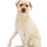 Pale Yellow Labrador, 3 years old, sitting