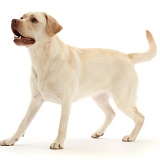Pale Yellow Labrador, 3 years old, standing to attention