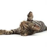 Bengal kitten, 15 weeks old, lying on his back