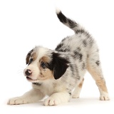 Playful Border Collie puppy, 6 weeks old