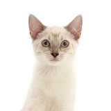 Sepia tabby Bengal-cross kitten, portrait