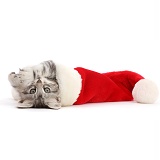 Silver tabby kitten lying up side down in a Santa hat