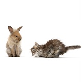 Young Lionhead rabbit, looking down on crouching tabby kitten