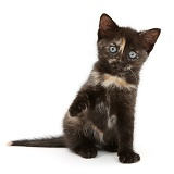 Black tortoiseshell kitten