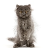 Scruffy Blue Persian kitten, standing up