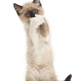 Ragdoll-cross kitten, standing up and clasping paws