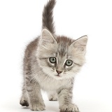 Silver tabby kitten, walking
