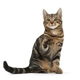 Tabby cat pointing a paw