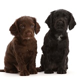 Back and Chocolate Cocker Spaniel Puppies, 5 weeks old