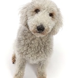 Bedlington Terrier, 6 years old, sitting and looking up