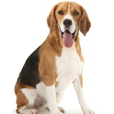 Beagle dog sitting