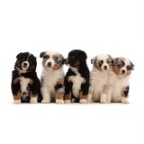 Five Miniature American Shepherd puppies