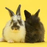 Two baby rabbits on yellow background