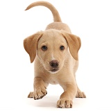 Yellow Labrador puppy, play-bow
