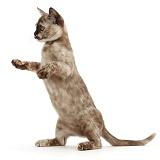 Tortoiseshell Burmese kitten, standing up on hind legs