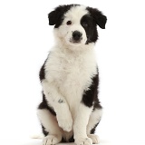 Black-and-white Border Collie puppy, sitting