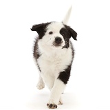 Black-and-white Border Collie puppy, running