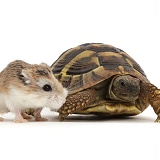 Young Tortoise and Roborovski Hamster