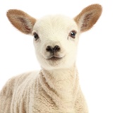 White Texel cross Mule lamb portrait