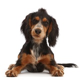 Working Cocker Spaniel puppy lying with head up