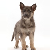 Blue-and-tan German Shepherd Dog puppy