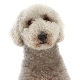 Bedlington Terrier, 6 years old, portrait