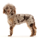 Chocolate merle Poodle standing
