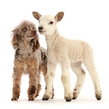 Chocolate merle Poodle with white Texel cross Mule lamb