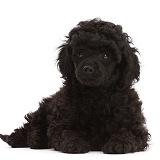 Black Poodle puppy, 8 weeks old, lying with head up
