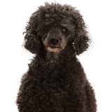 Elderly Poodle showing cataract in eyes