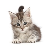 Grey tabby kitten