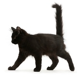Fluffy black kitten, 12 weeks old, walking across